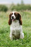 SPRINGER SPANIEL 093